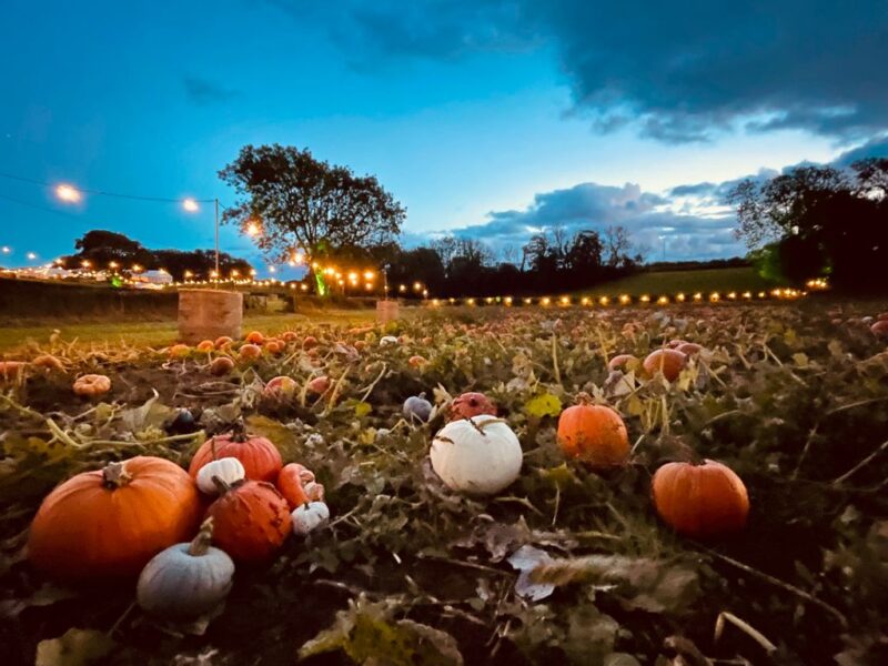 pumpkin patch at night