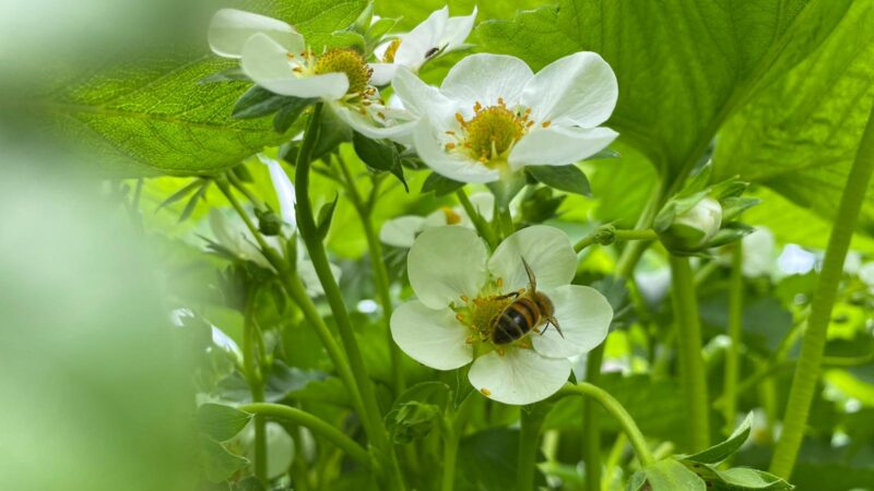 bees pollinating strawberry fruit flower